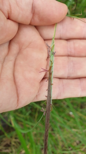 Heteropogon contortus iNat (1)