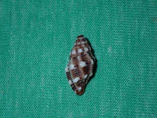 Morula biconica observed 2023-03-28