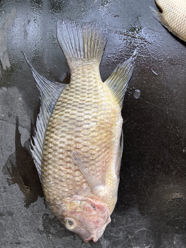 Guinean Tilapia