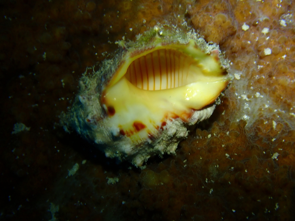 Alou rock shell