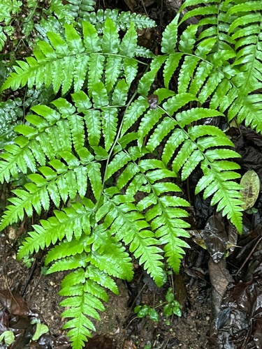 Diplazium hachijoense iNat (1)