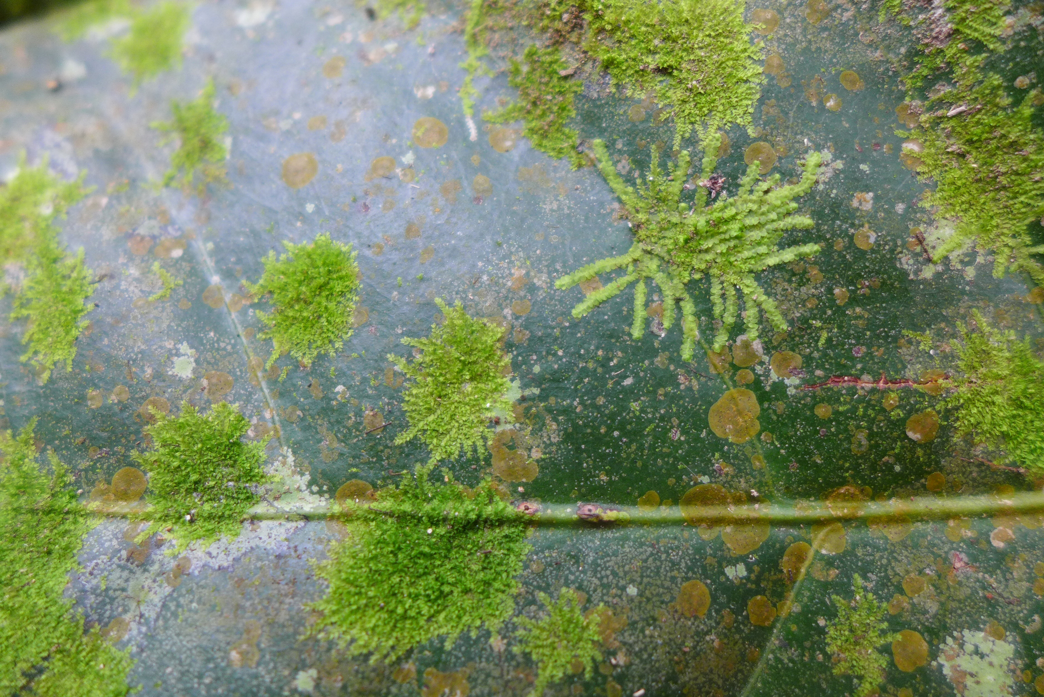 Lejeunea floridana
