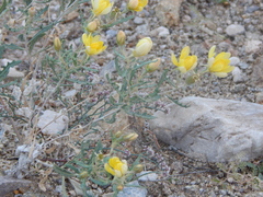 Mentzelia multiflora