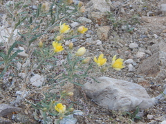 Mentzelia multiflora