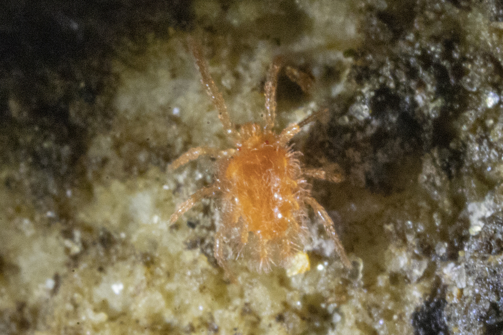 Chyzeria novaezealandiae