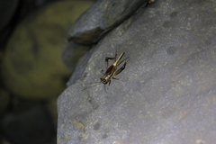 Loxoblemmus equestris