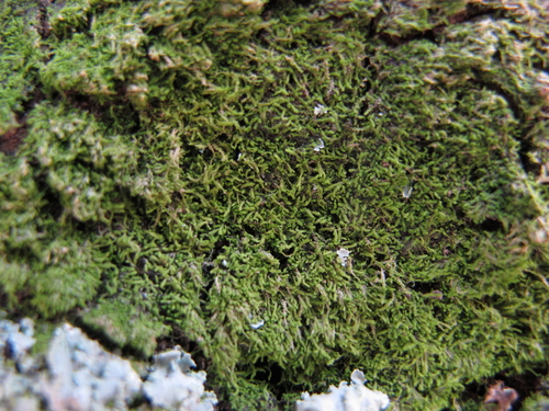 Lejeunea laetevirens