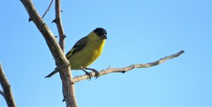 Yellow-Faced Siskin photo 3