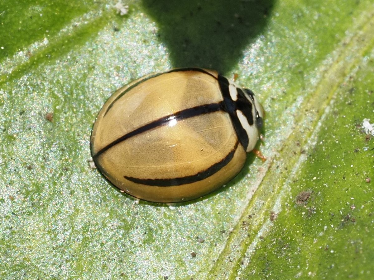 Cheilomenes propinqua