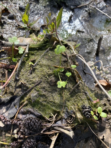 Vaucheria canalicularis, 2023-03-28