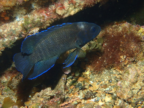 Sinclair's longfin (Paraplesiops sinclairi) — Plesiopidae — 3