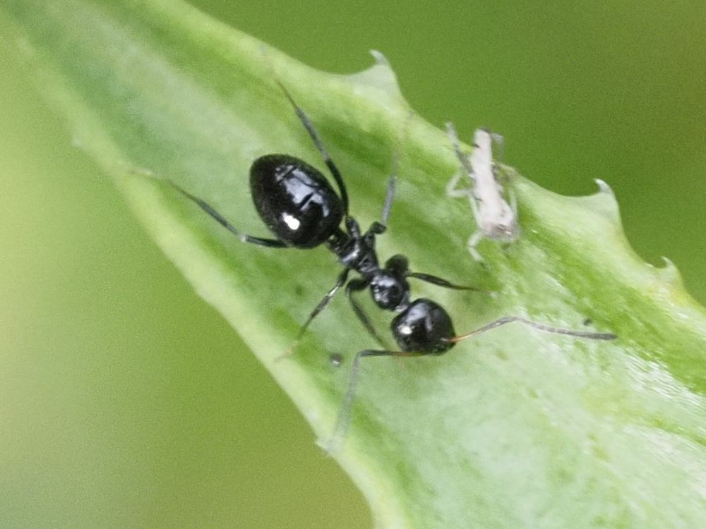 Lepisiota capensis