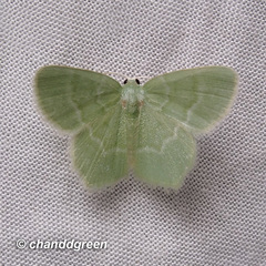 Idiochlora minuscula