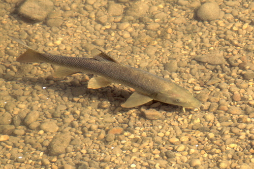 Common Barbel
