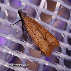 Dichomeris hamulifera