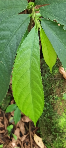 Elatostema fagifolium image