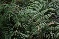 Dennstaedtia scandens