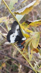 Hemileuca maia maia