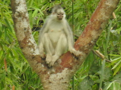 Mitered Langur photo 2