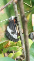 Hemileuca maia maia