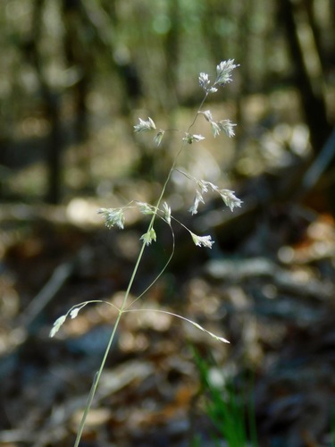 Image of Poa cuspidata by (c) Michael J. Papay, some rights reserved (CC BY)