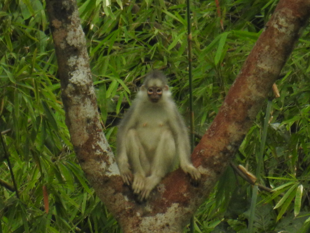 Southern Mitered Langur (Presbytis mitrata)