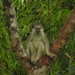 Southern Mitered Langur - Photo (c) infraluteus, some rights reserved (CC BY-NC)