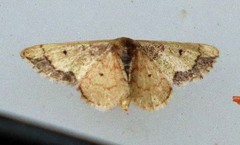 Idaea kendallaria