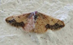 Idaea kendallaria