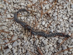 Vipera ammodytes