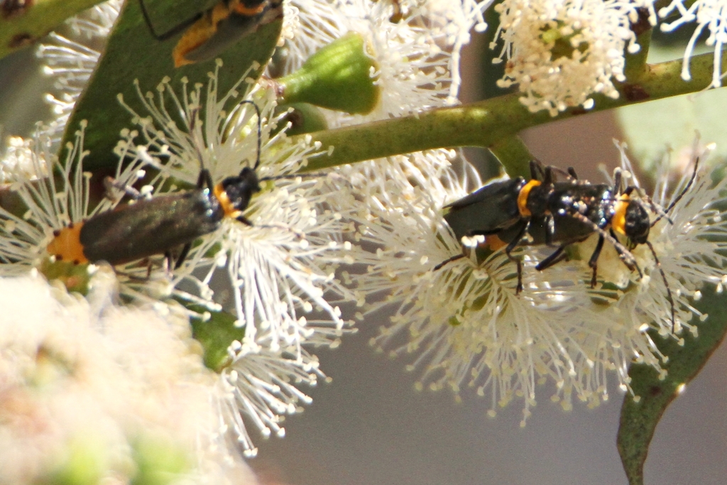 Plague Soldier Beetle from Gungahlin, ACT, Australia on March 28, 2023