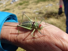 Ephippiger discoidalis