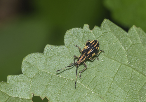 Myllocerinus aurolineatus