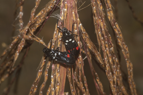 Sugarcane Spittlebug