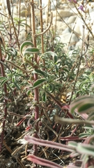 Penstemon laetus laetus