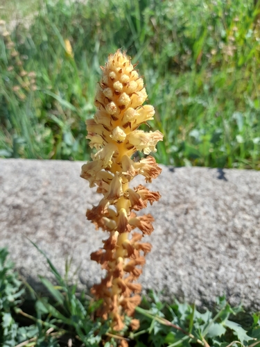 Image of Orobanche amethystea by no rights reserved