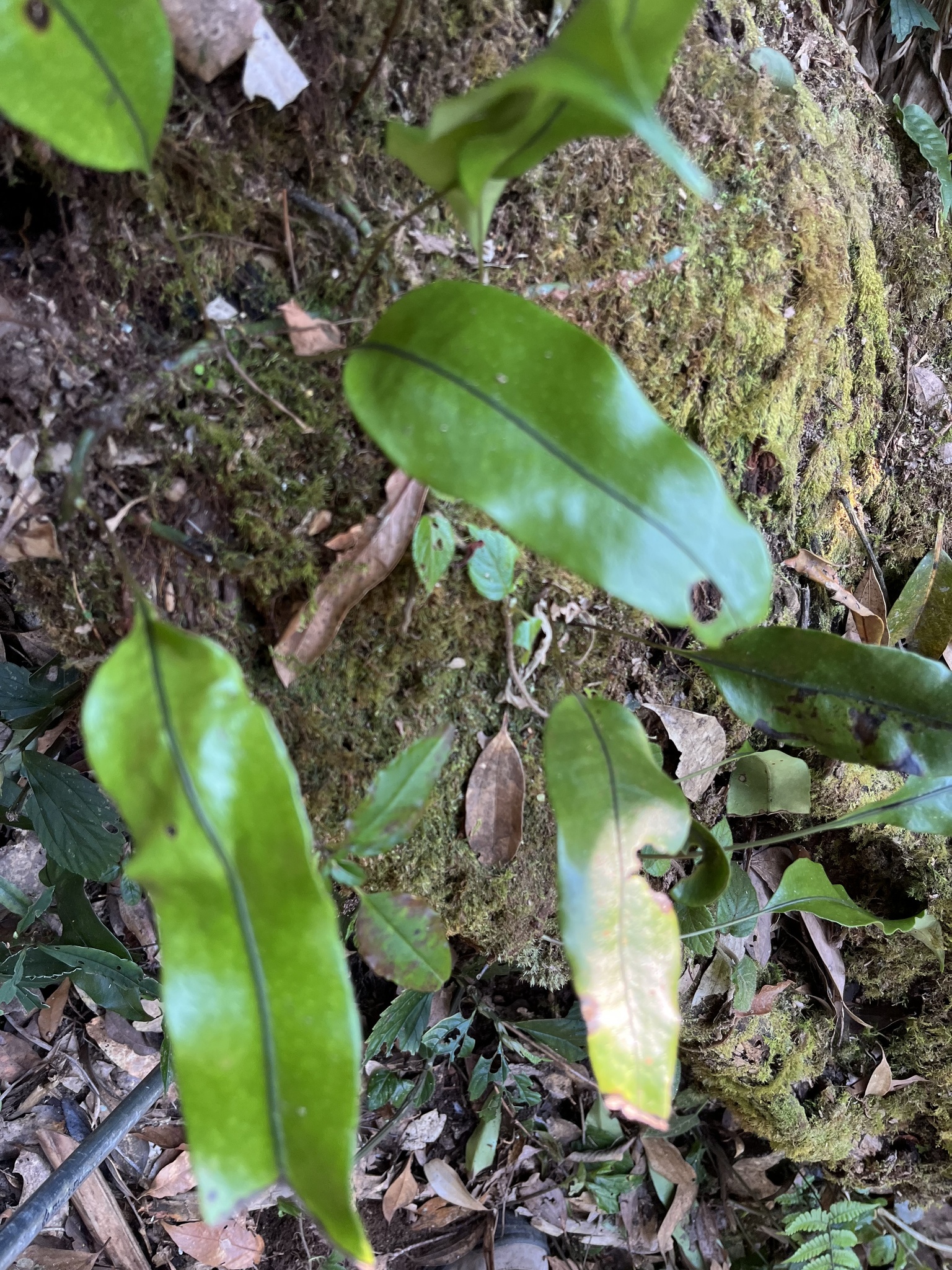 Microsorum sarawakense (Microsorum sarawakense)