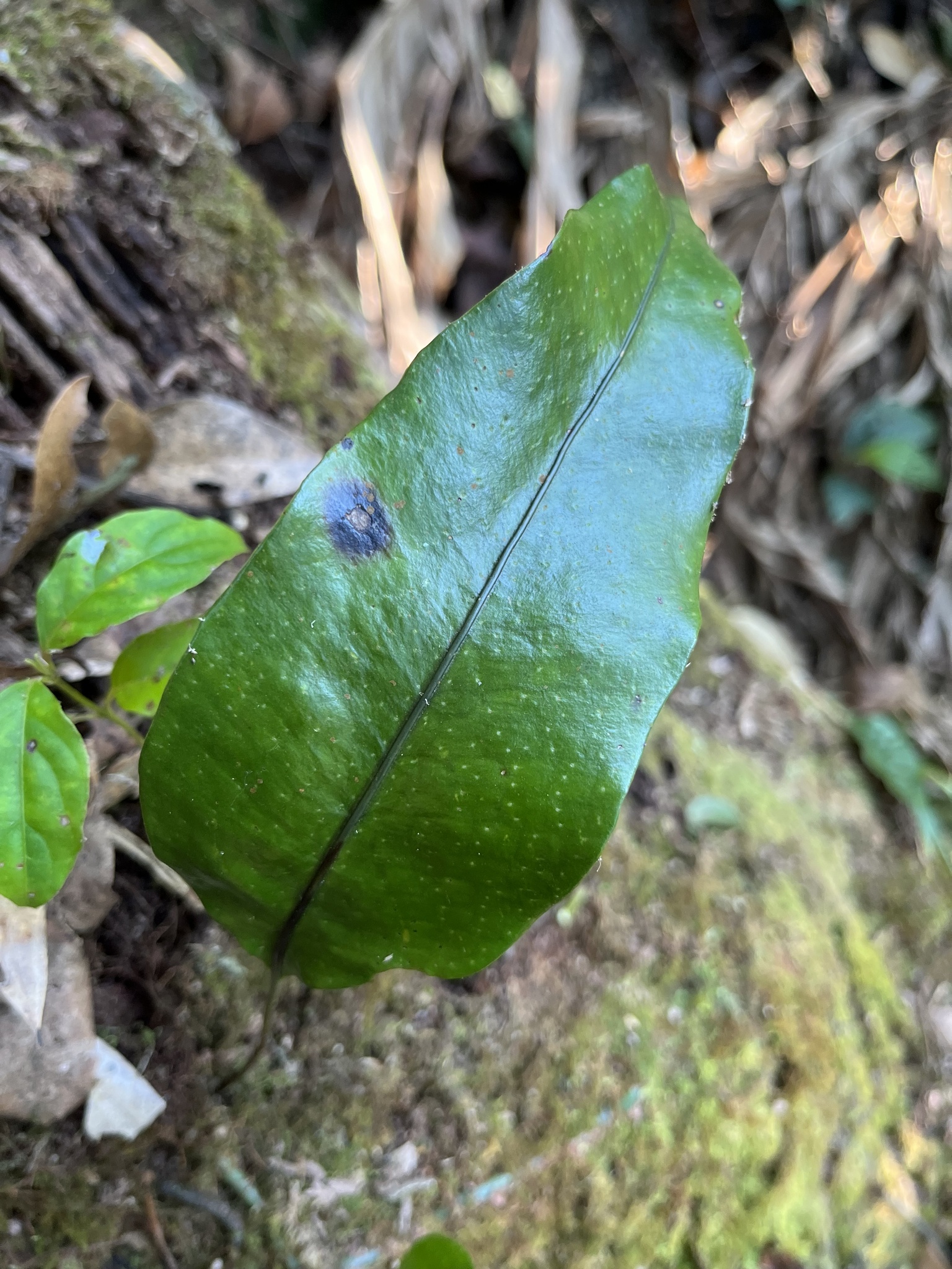 Microsorum sarawakense — ảnh 2