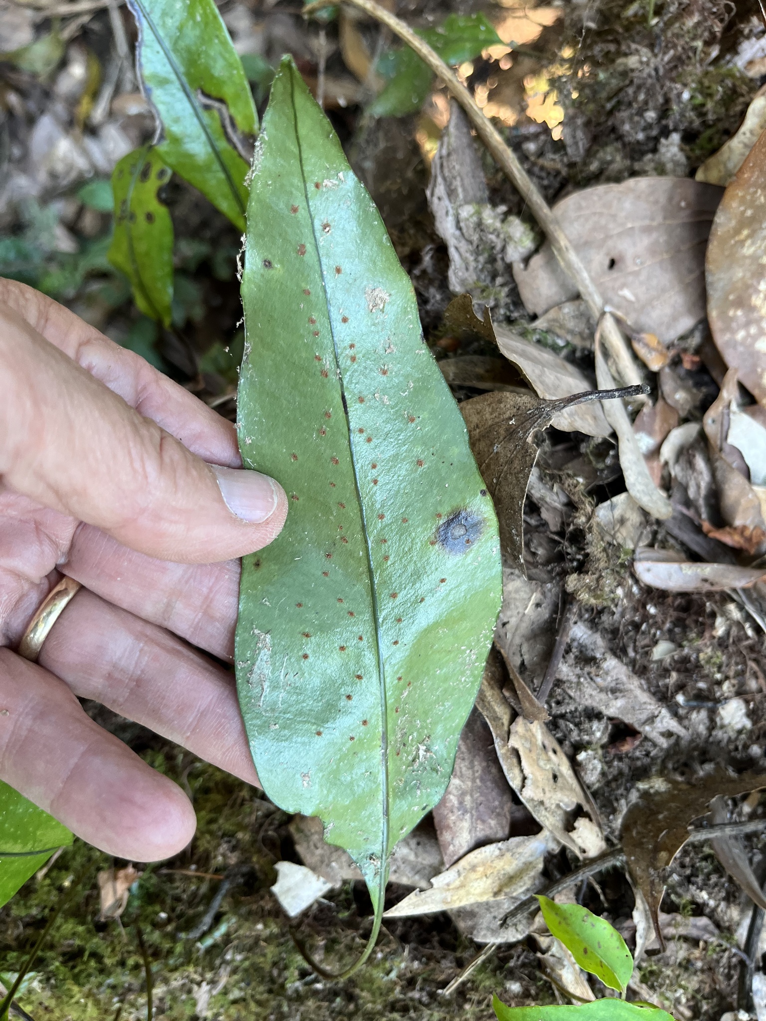 Microsorum sarawakense — ảnh 3