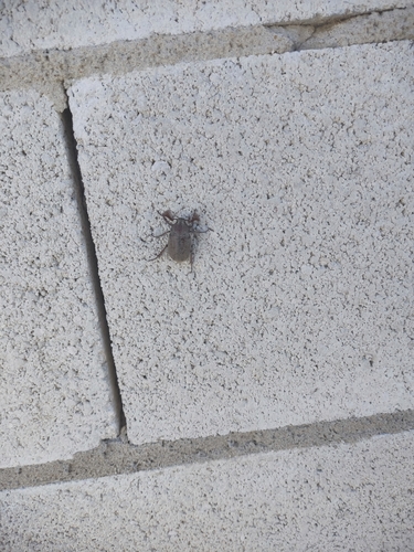 Melolontha papposa