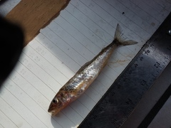 Percopsis omiscomaycus