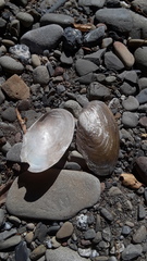 Anodonta nuttalliana