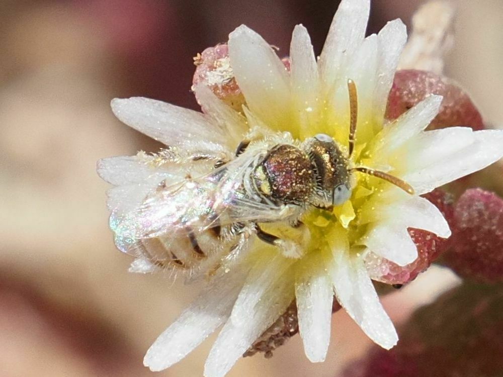 Nomioides deceptor