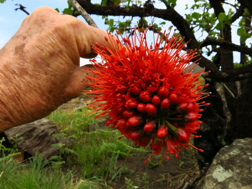 Image of Greyia sutherlandii by no rights reserved