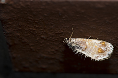 Pilipectus prunifera