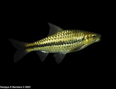 Side Striped Barb photo 1