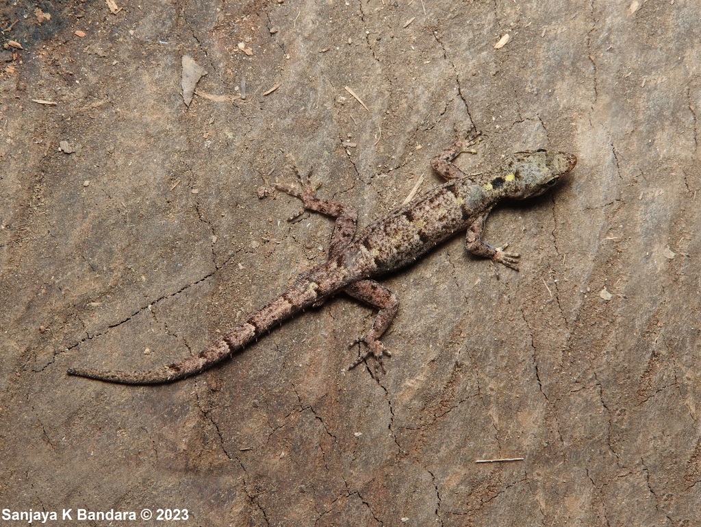 Mano's Day Gecko