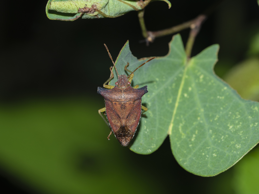 Pentatoma kunmingensis