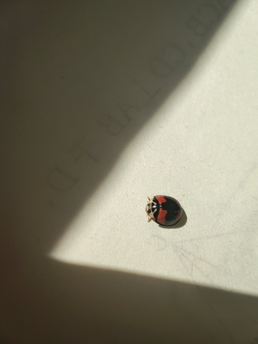 Six-spotted Zigzag Ladybird