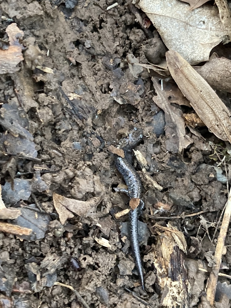 Lungless Salamanders from Wimbledon Ct, Clarksville, TN, US on March 27